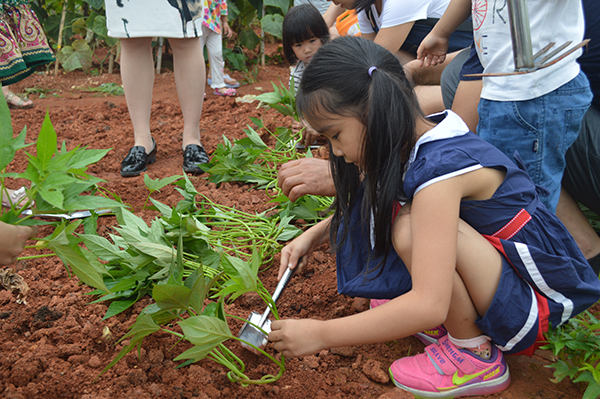 太陽能路燈，太陽能路燈廠家，太陽能路燈價格